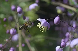 Honey bee collecting nectar from flower