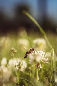 Honey Bee collecting pollen from a white flower at meadow