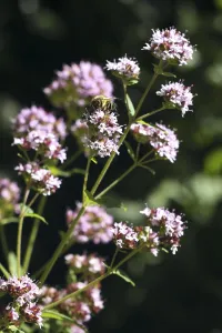 Honey bee on a common thyme (Thymus vulgaris)