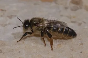 Honey bee queen sitting on honeycomb looking left