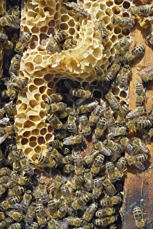 Honey bees (Apis melifera ssp)
