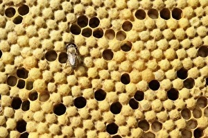 Honey bees (Apis mellifera var carnica)