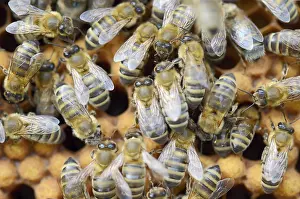Honey bees (Apis mellifera), worker bees on the drone brood cells