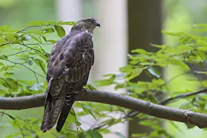 Honey buzzard (Pernis apivorus)