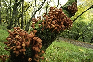 Honey Fungus (Armillaria mellea)