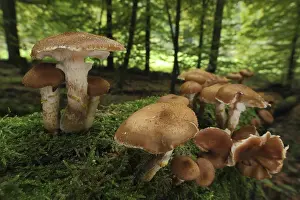 Honey fungus (Armillaria mellea)