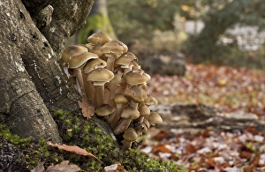 Honey Fungus (Armillaria mellea) fruiting bodies
