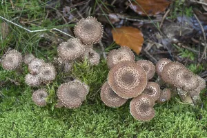 Honey funguses (Armillaria) or honey fungi with moss in a mixed forest