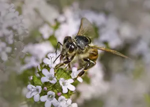 Honey or wild bee, definition unspecific