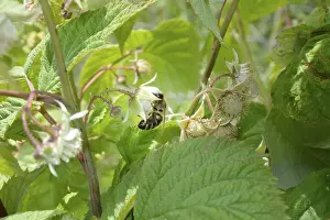 Framed Print : Honeybee collecting nectar form raspberrie flower