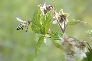 Framed Print : Honeybee flying to reach raspberrie flower Framed Print : Honeybee flying to reach raspberrie flower