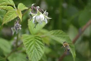 Honeybee shoot from behid, flying to reach raspberry flower