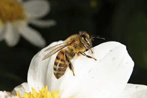 A honeybee on a white flower
