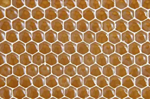 Honeycomb