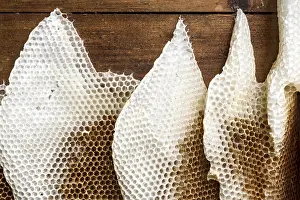 Honeycomb abandoned by colony, honeycomb