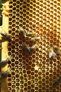 Honeycomb with bees