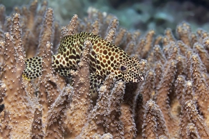 Honeycomb grouper (Epinephelus merra)