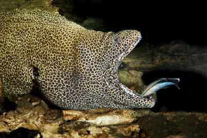 Honeycomb moray (Gymnothorax favagineus)