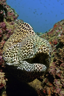 Honeycomb Moray or Laced Moray (Gymnothorax favagineus) looking out of a coral reef