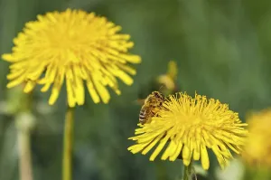 Honigbiene (Apis mellifera) sammelt Nektar an an bluehendem Loewenzahn (Taraxacum officinale)