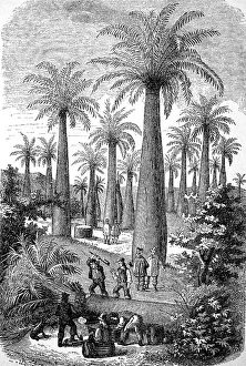 Honigpalme, Jubaea (Jubaea chilensis) spectabilis