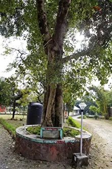 Honour of PT Keshava Deva Shastri and bodhi tree