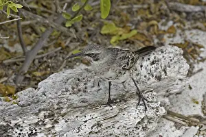Hood Mockingbird (Nesomimus macdonaldi)