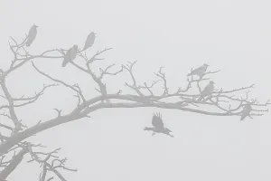 Hooded crow (Corvus cornix), several birds resting in a dead tree with fog