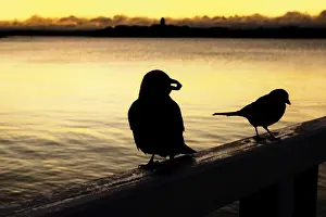 Hooded Crow, Corvus cornix, and Eurasian Magpie