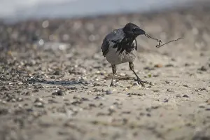 Hooded Crow (Corvus cornix), with nesting material on the Baltic Sea beach