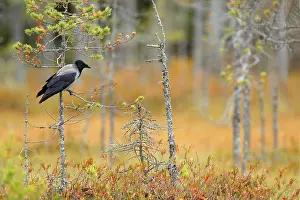 Hooded Crow, Corvus cornix, in orange forest leaves