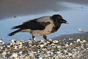 Hooded crow, (Corvus corone cornix) eating clam on the beach