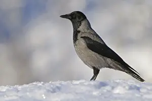 Hooded crow (Corvus corone cornix) in winter