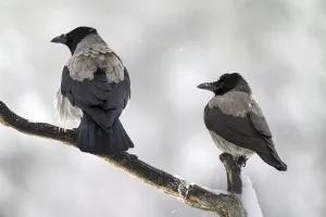 Two hooded crows (Corvus cornix)