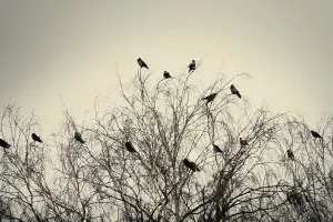 Hooded crows gathered overnight in city Park at spring