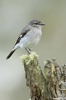 Hooded Robin (Melanodryas cucullata) female