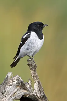 Hooded Robin (Melanodryas cucullata) male