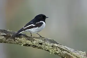 Hooded Robin (Melanodryas cucullata) male