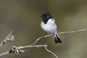 Hooded Robin (Melanodryas cucullata) male