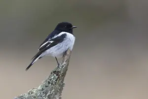 Hooded Robin (Melanodryas cucullata) male perched on a branch