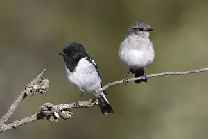 Hooded Robin (Melanodryas cucullata) pair
