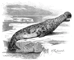 Hooded seal (Cystophora cristata)