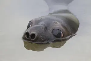 Hooded seal (Cystophora cristata)