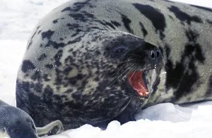 Hooded seal (Cystophora cristata)