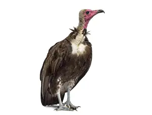 Hooded vulture, Necrosyrtes monachus