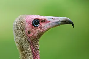 Hooded Vulture (Necrosyrtes monachus) adult