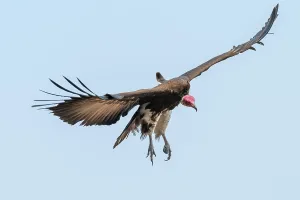 Hooded Vulture (Necrosyrtes monachus) in flight
