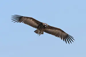 Hooded Vulture (Necrosyrtes monachus) in flight