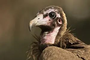 Hooded Vulture (Necrosyrtes monachus) juvenile