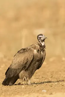 Hooded Vulture (Necrosyrtes monachus) juvenile